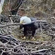 Illustration for article titled It's Eagle Cam Time